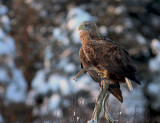 Havsrn [White-tailed Eagle] (IMG_2879)