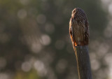 Jorduggla [Short-eared Owl] (IMG_9589)