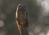 Jorduggla [Short-eared Owl] (IMG_9597)