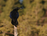 Korp [Common Raven] (IMG_3288)