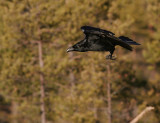 Korp [Common Raven] (IMG_3337)