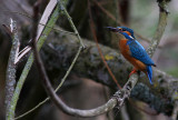 Kungsfiskare [Common Kingfisher] (IMG_3859)