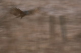 Lappuggla [Great Grey Owl] (IMG_1389)