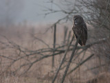 Lappuggla [Great Grey Owl] (IMG_1887)