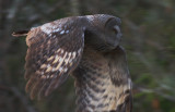 Lappuggla [Great Grey Owl] (IMG_1908)