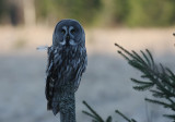 Lappuggla [Great Grey Owl] (IMG_2310)