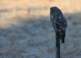 Lappuggla [Great Grey Owl] (IMG_2437)