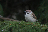 Pilfink [Eurasian Tree Sparrow] (IMG_0349]