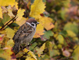 Pilfink [Eurasian Tree Sparrow] (IMG_0916]