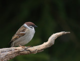 Pilfink [Eurasian Tree Sparrow] (IMG_2153]