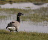 Prutgs [Brent Goose] (IMG_7409)