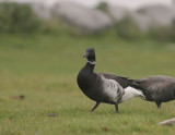 Prutgs [Brent Goose] (IMG_8172)