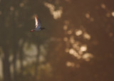 Rdbena [Common Redshank] (IMG_8145)