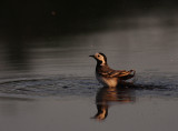 Sdesrla [White Wagtail] (IMG_7891)