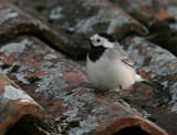 Sdesrla [White Wagtail] (IMG_7496)