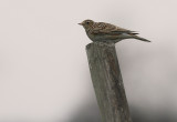 Snglrka [Eurasian Skylark] (IMG_2509)