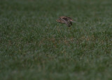 Snglrka [Eurasian Skylark] (IMG_5082)