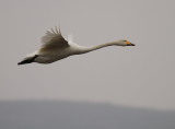 Sngsvan [Whooper Swan] (IMG_0424)