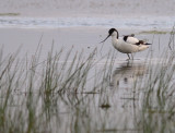 Skrflcka [Pied Avocet] (IMG_6425)