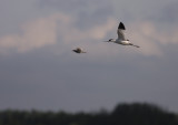 Skrflcka [Pied Avocet] (IMG_8515)