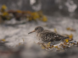 Skrsnppa [Purple Sandpiper] (IMG_1832)