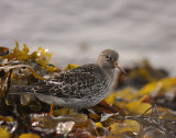 Skrsnppa [Purple Sandpiper] (IMG_1923)