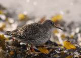 Skrsnppa [Purple Sandpiper] (IMG_1998)