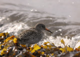 Skrsnppa [Purple Sandpiper] (IMG_2030)