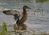 Skedand [Northern Shoveler] (IMG_8758)