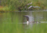 Smlom [Red-throated Diver] (IMG_5632)