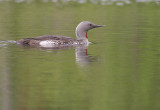 Smlom [Red-throated Diver] (IMG_5708)