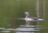 Smlom [Red-throated Diver] (IMG_5761)
