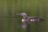 Smlom [Red-throated Diver] (IMG_5784)