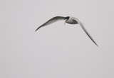 Smtrna [Little Tern] (IMG_3366)