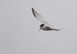Smtrna [Little Tern] (IMG_3379)