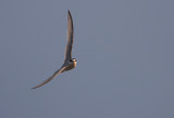 Smtrna [Little Tern] (IMG_4467)