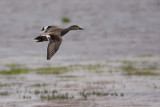 Snatterand [Gadwall] (IMG_6118)