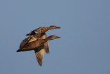 Snatterand [Gadwall] (IMG_8219)