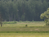 Stpphk [Pallid Harrier] (IMG_4381)