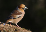 Stenknck [Hawfinch] (IMG_5750)