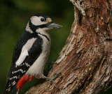 Strre hackspett [G S Woodpecker] (IMG_5056)