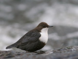 Strmstare [White-throated Dipper] (IMG_2473)