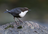 Strmstare [White-throated Dipper] (IMG_3081)