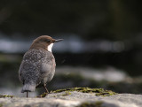 Strmstare [White-throated Dipper] (IMG_3966)