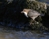 Strmstare [White-throated Dipper] (IMG_4446)