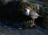 Strmstare [White-throated Dipper] (IMG_4461)