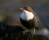 Strmstare [White-throated Dipper] (IMG_4535)