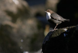 Strmstare [White-throated Dipper] (IMG_4599)