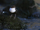 Strmstare [White-throated Dipper] (IMG_4864)