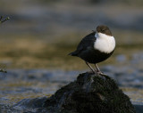 Strmstare [White-throated Dipper] (IMG_4892)